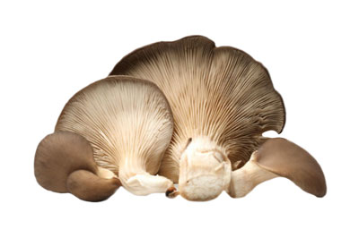 Vendita funghi Cardoncelli freschi Sicilia Vendita funghi Cardoncelli freschi Sicilia