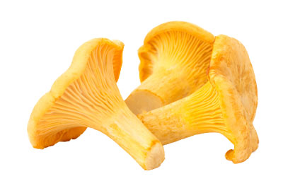 Vendita funghi Galletti freschi Sicilia Vendita funghi Galletti freschi Sicilia