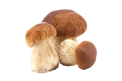 Vendita Funghi Porcini freschi Sicilia Vendita Funghi Porcini freschi Sicilia