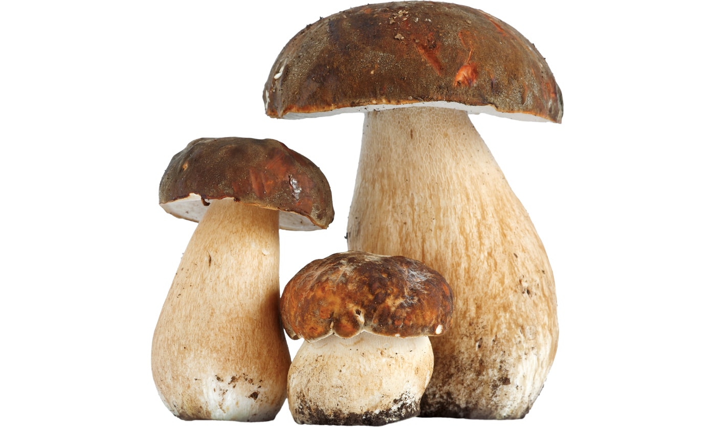 Funghi Porcini interi congelati