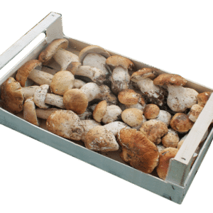 Funghi porcini freschi ion cassetta Sicilia
