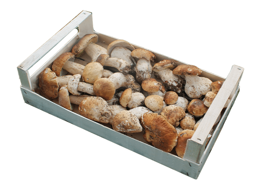 vendita di funghi porcini freschi