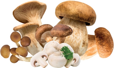 Funghi misti con Porcini congelati di Sicilia
