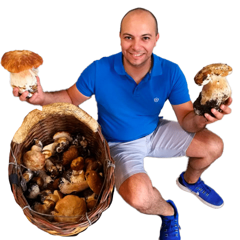 Funghi freschi in Sicilia